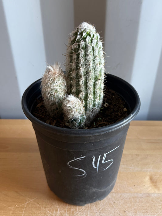 Old Man of the Andes | Oreocereus doelzianus S45