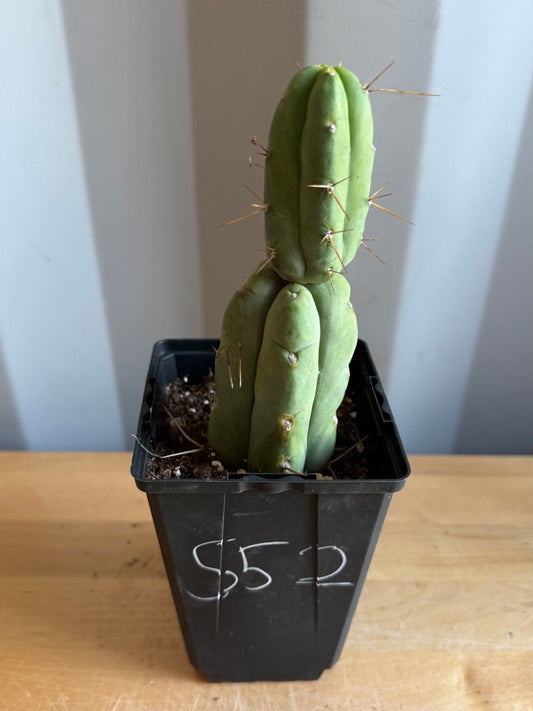 4-inch Landscape Monstrose Cactus S52