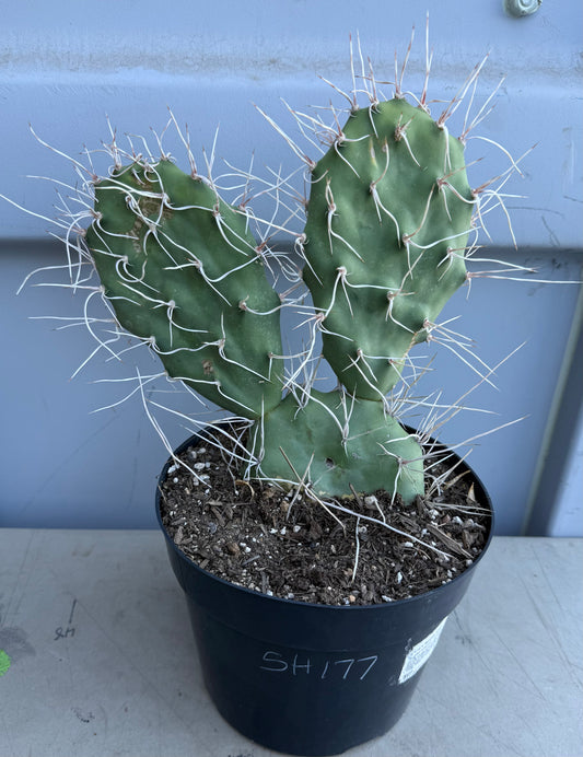 3gal Opuntia sulphurea' SH177 - Sulphur Prickly Pear