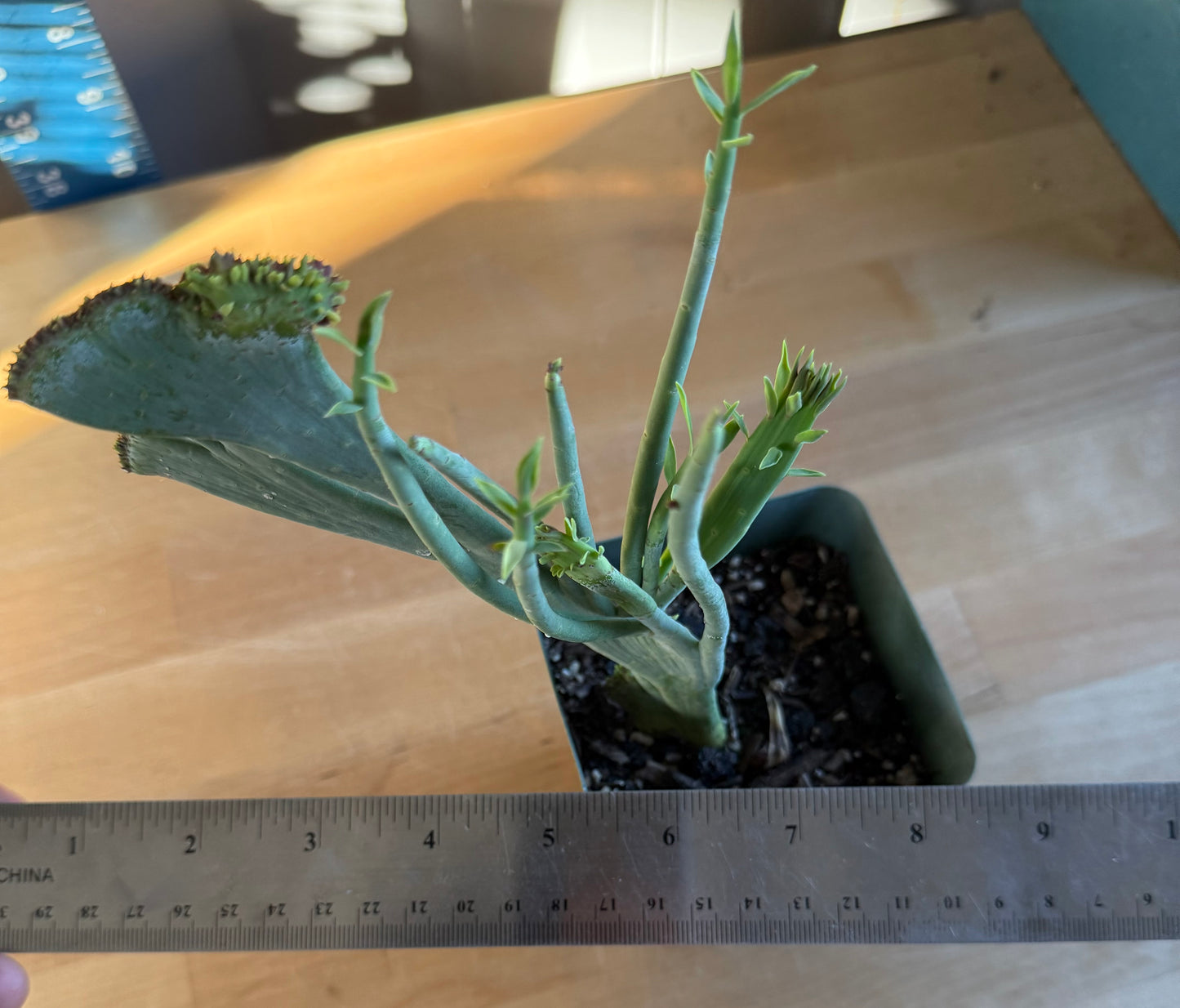 Crested Euphorbia mauritanica SH161