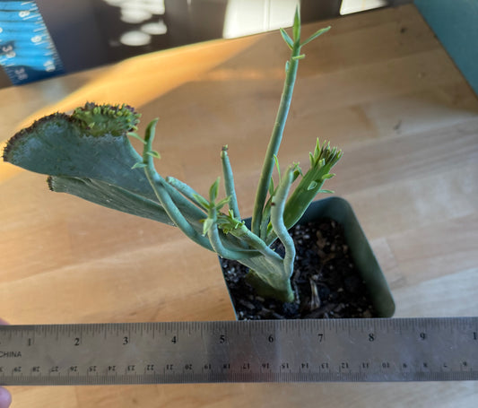 Crested Euphorbia mauritanica SH161