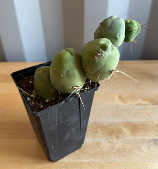 4-inch Monstrose Cactus S27