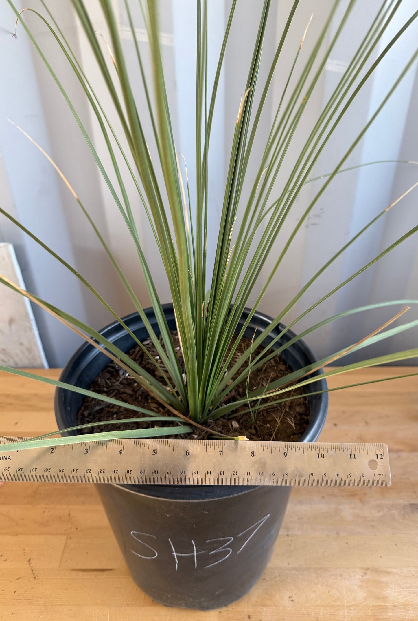 5gal Mexican Grass SH37 | Dasylirion longissimum
