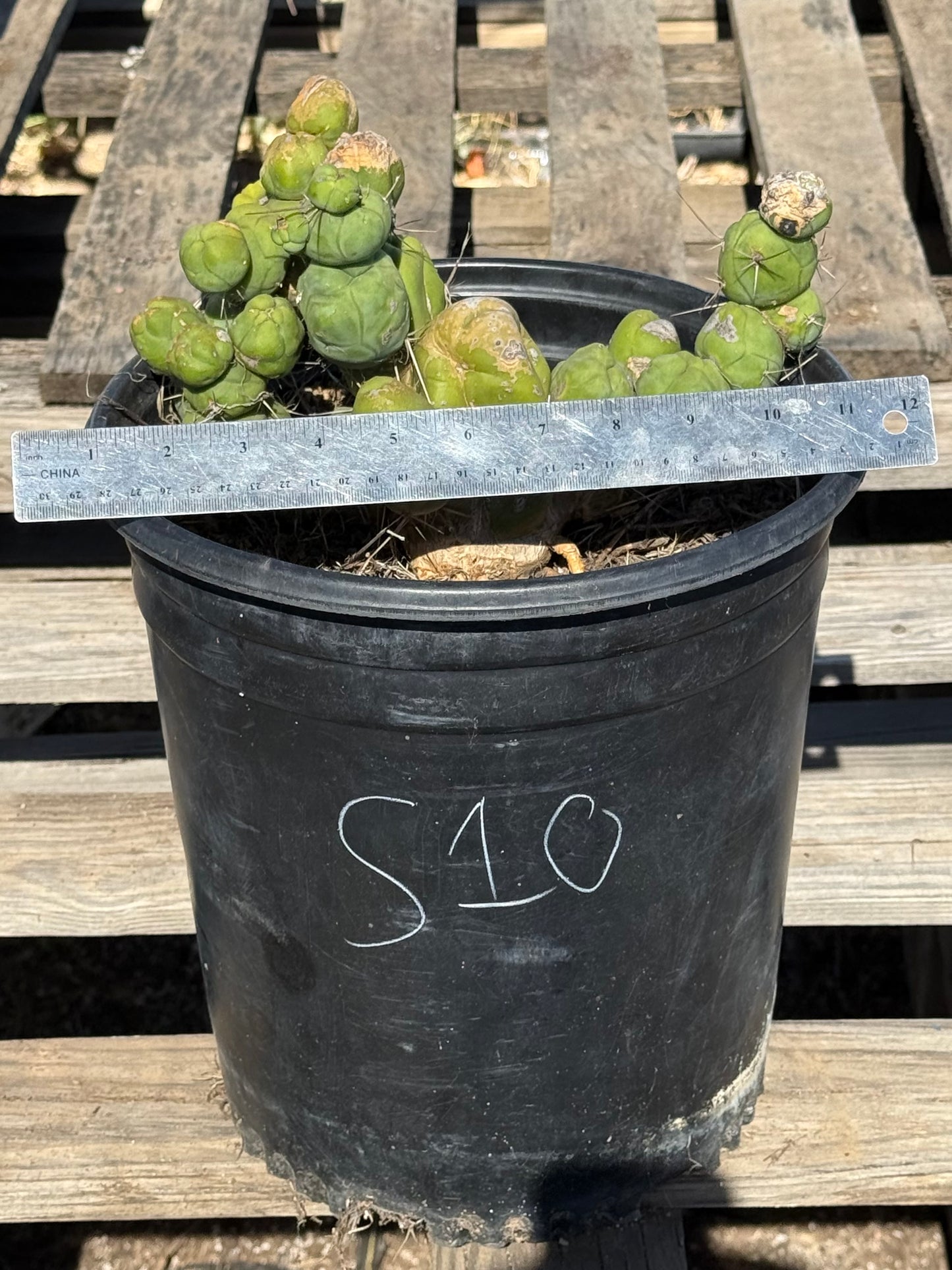 Monstrose Cactus S10