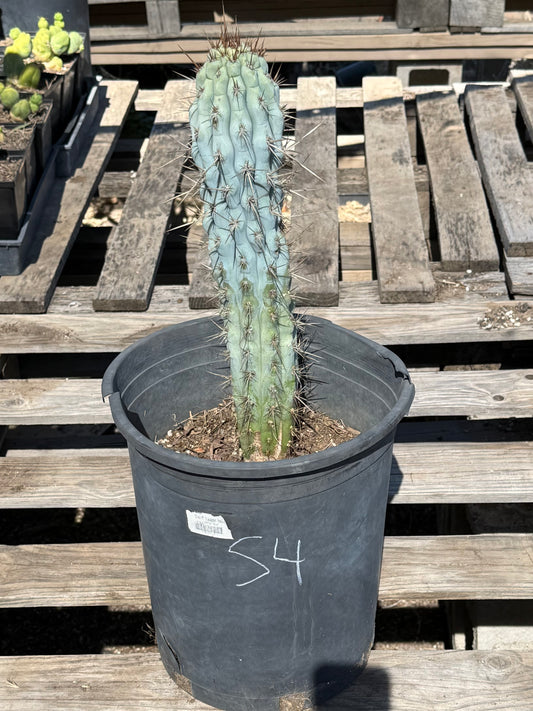 Browningia hertlingiana S4 | Blue Cereus