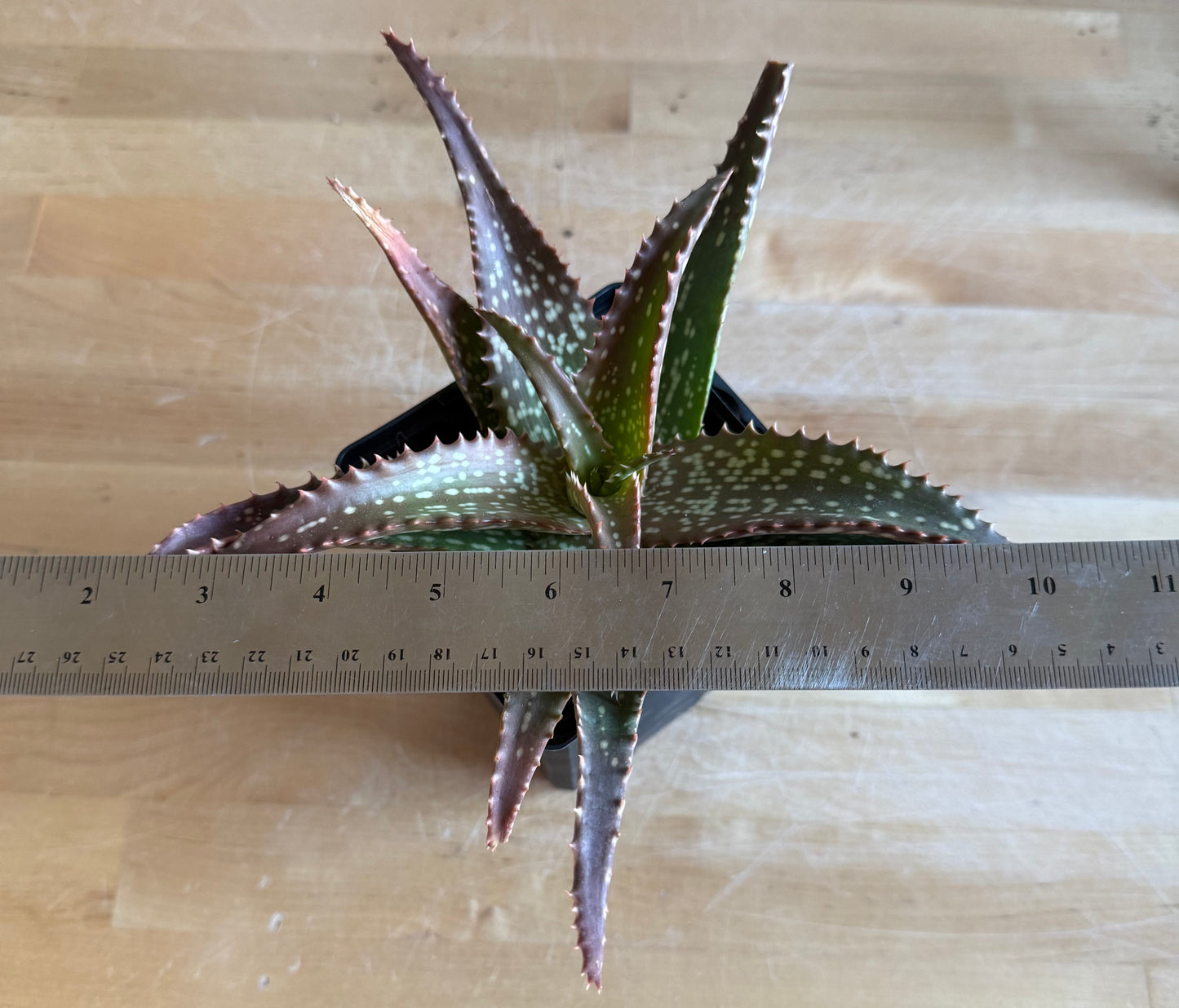 4-inch Aloe 'Cynthia Giddy' S62