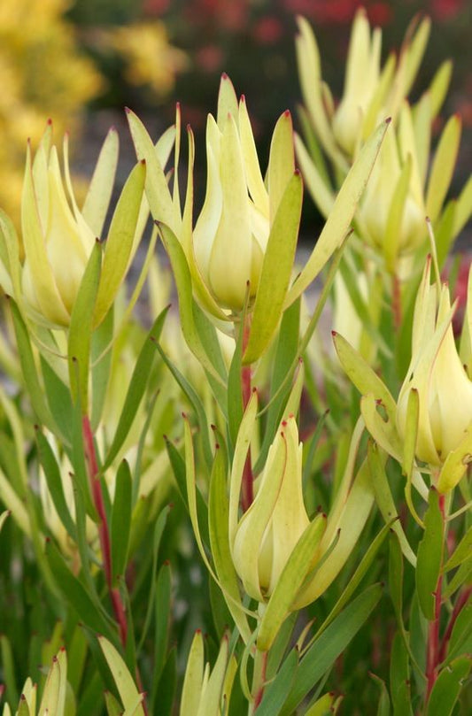Leucadendron 'Inca Gold'   -  5 Gallon (GN)