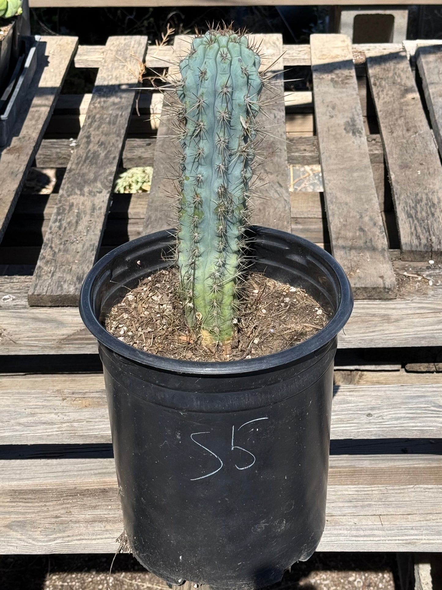 Browningia hertlingiana S5 | Blue Cereus