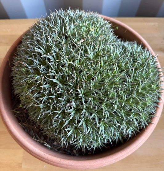 Deuterocohnia brevifolia S67