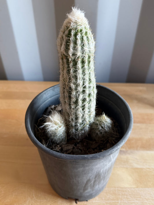 Old Man of the Andes | Oreocereus doelzianus S43