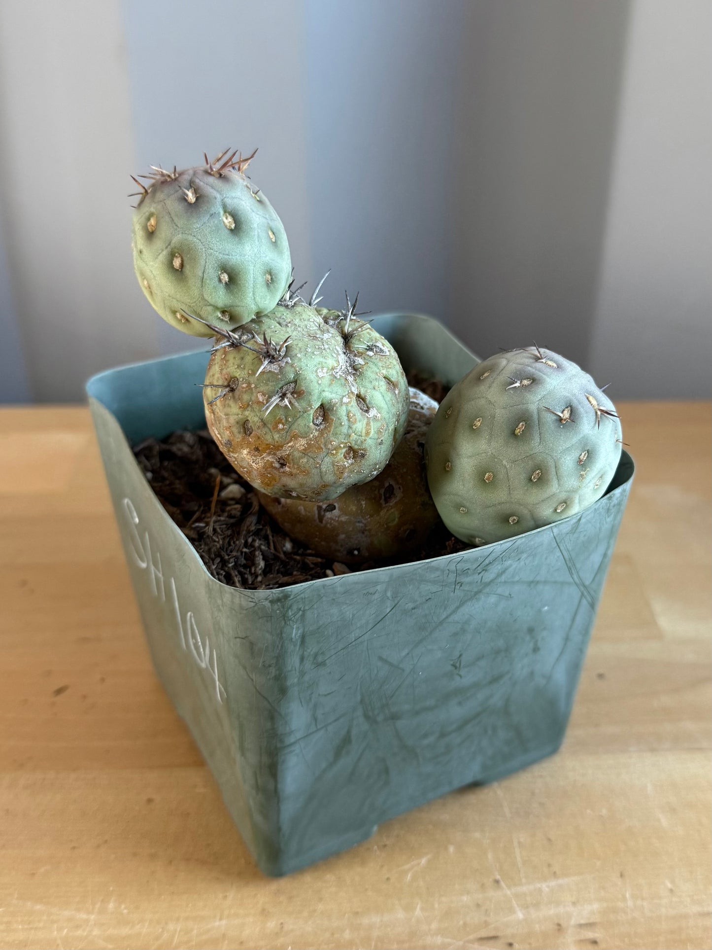 Tephrocactus Geometricus SH104