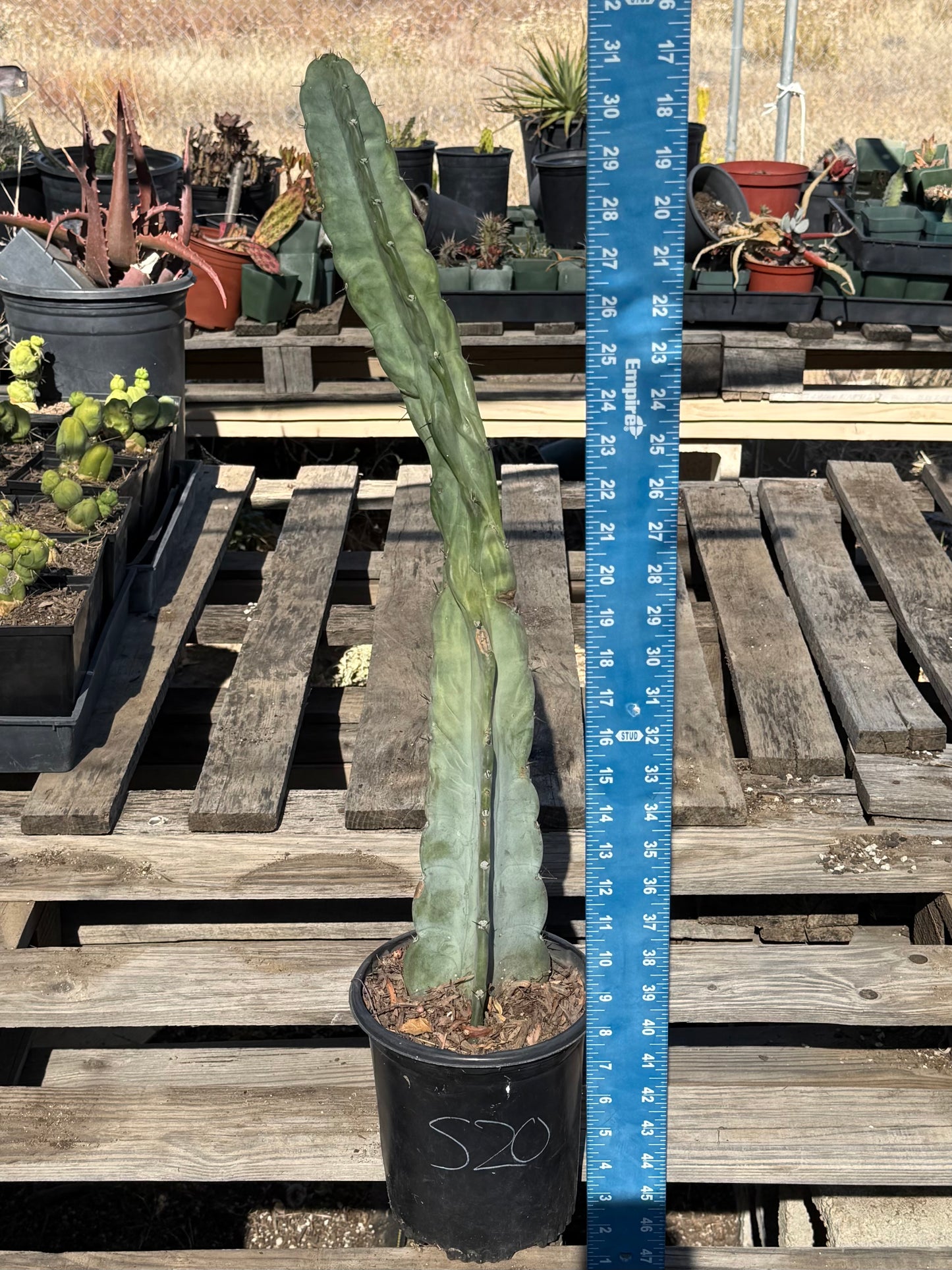 Cereus forbesii S20