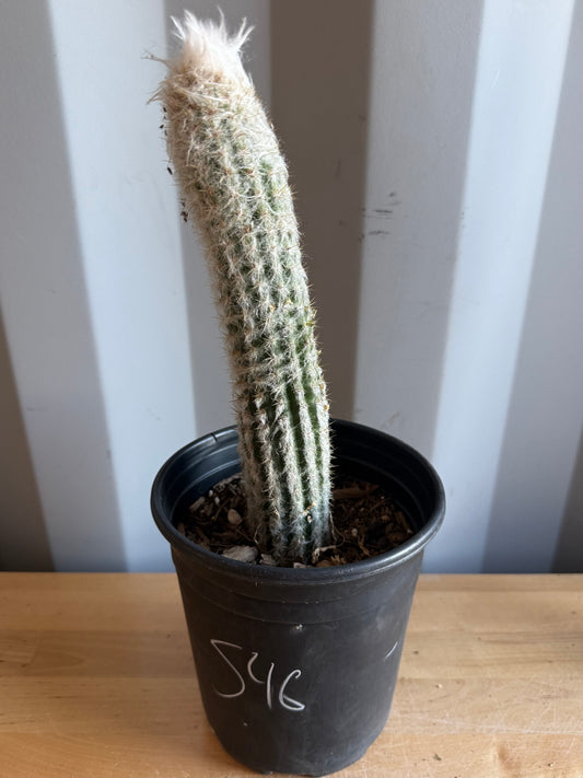 Old Man of the Andes | Oreocereus doelzianus S46