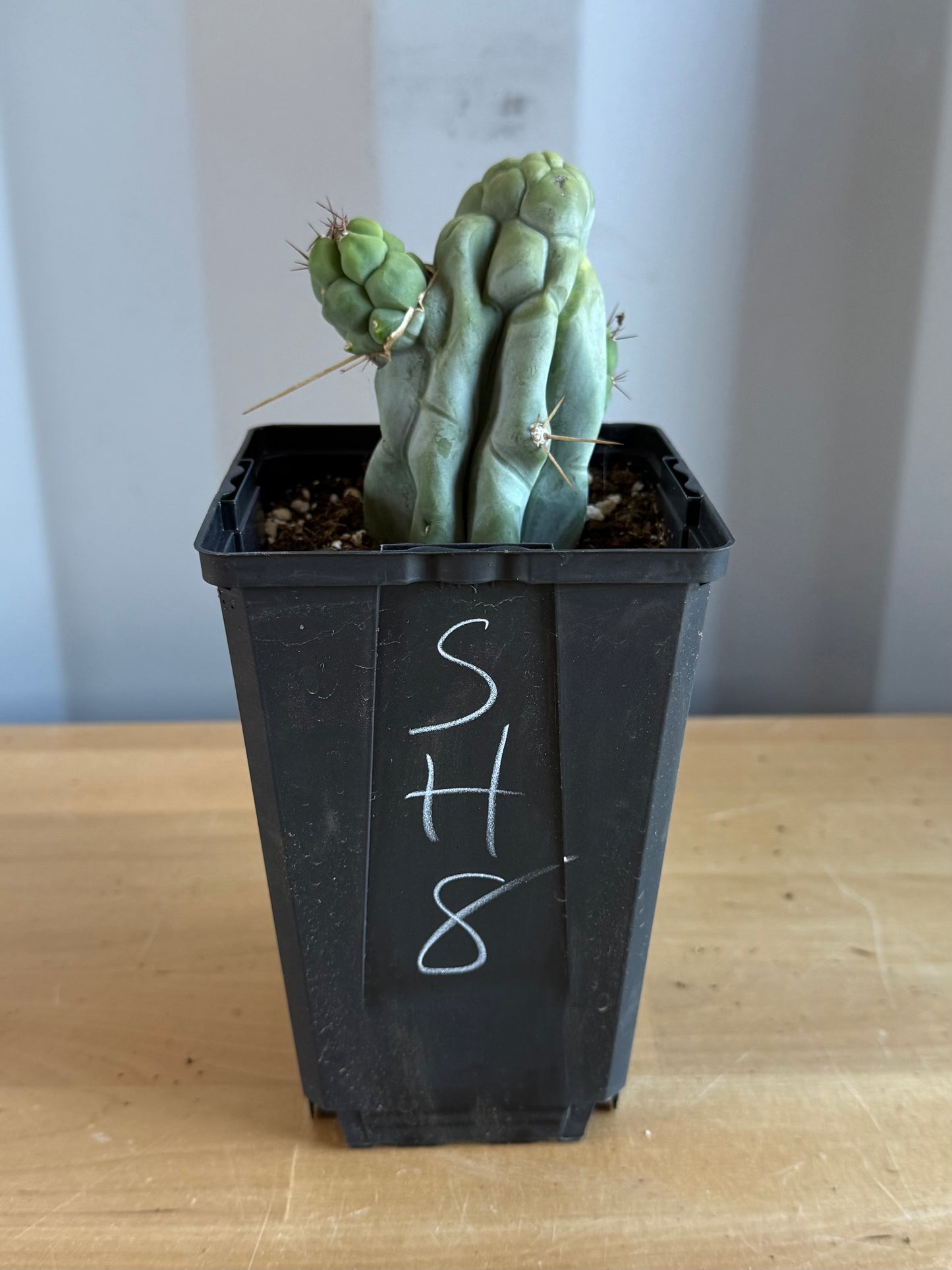 Bruce’s Dragon Cactus SH8