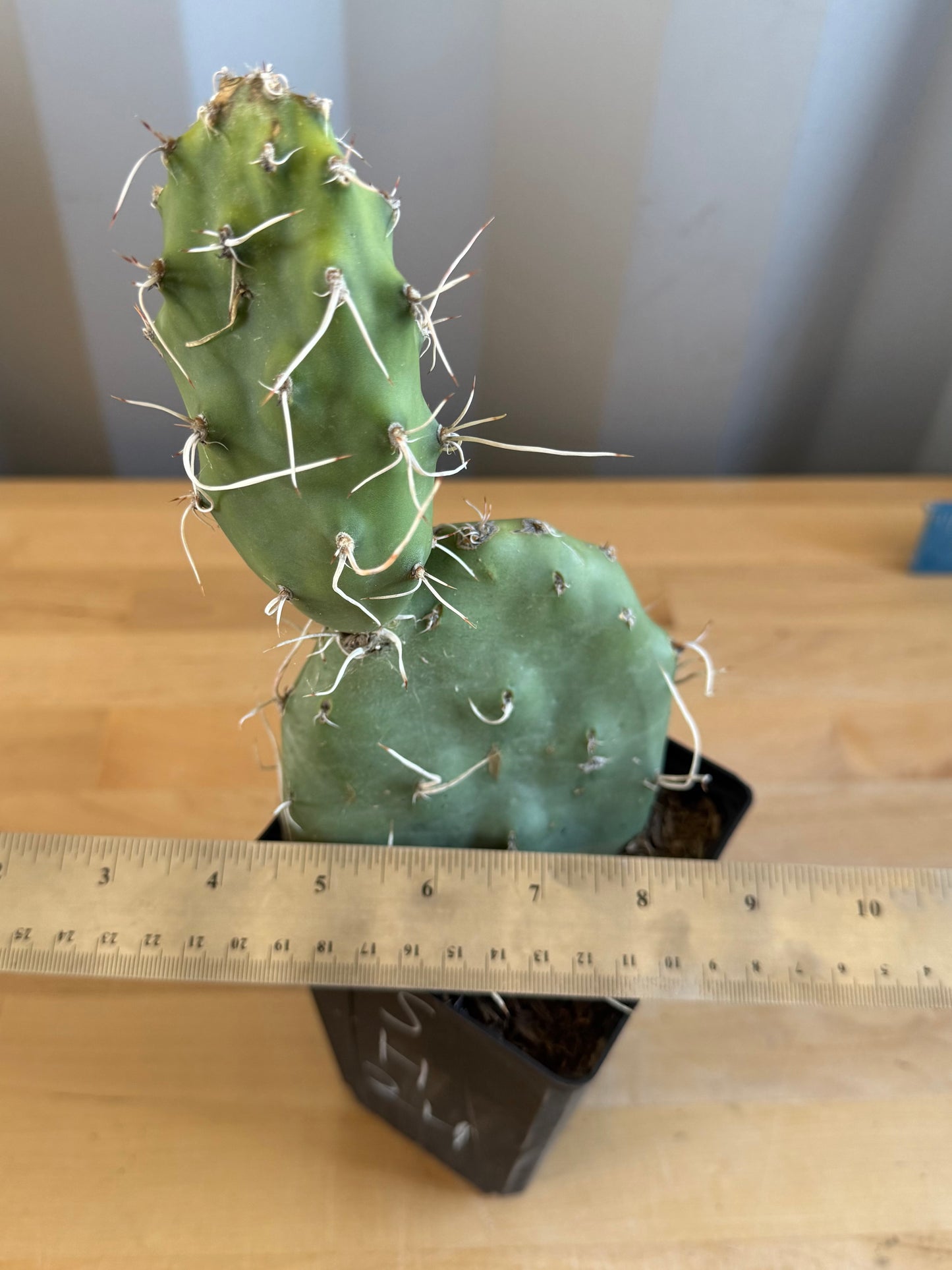 Opuntia sulphurea' SH24 | Sulphur Prickly Pear