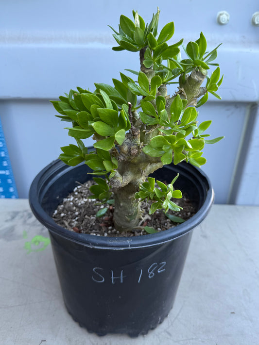 5gal Butter Tree SH182 | Tylecodon paniculatus