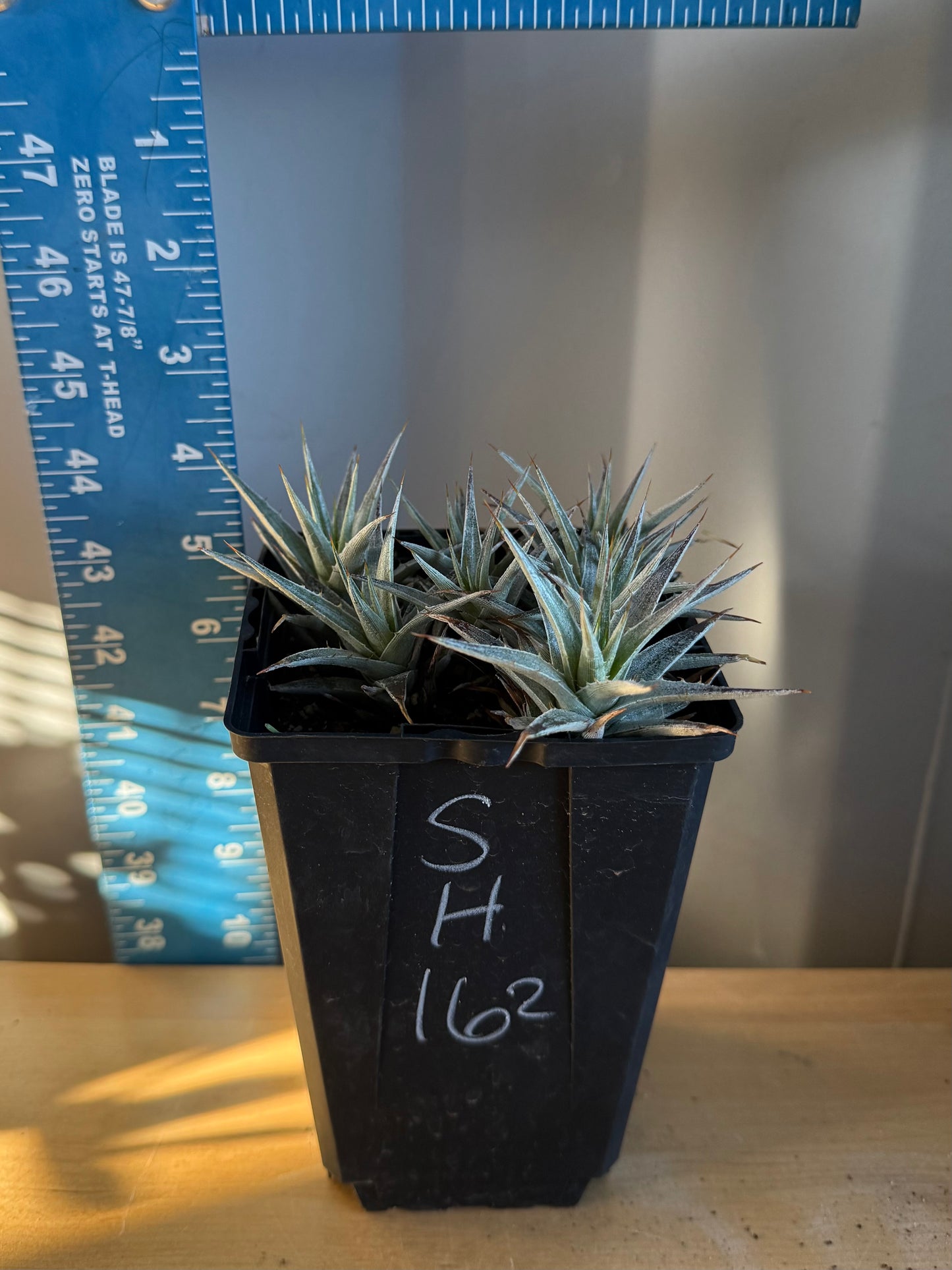 Abromeitiella brevifolia SH162 | Deuterocohnia brevifolia