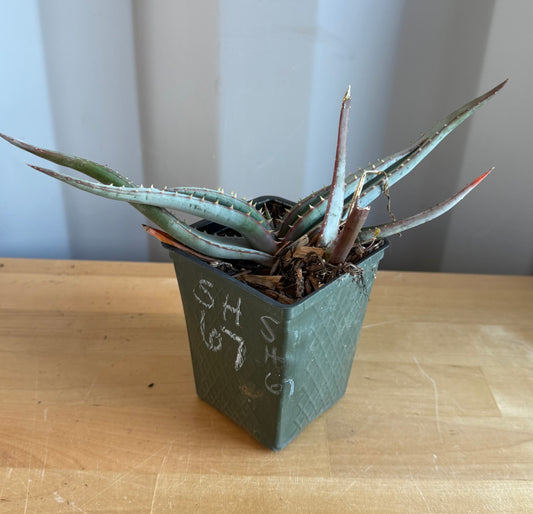 4-inch Mustache Aloe SH67 | Aloe suprafoliata