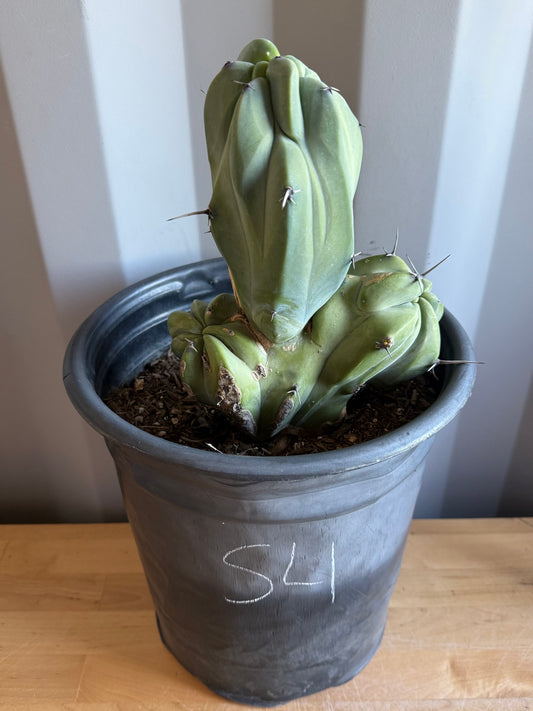 Myrtillocactus geometrizans ‘cristata’ Large Form S4