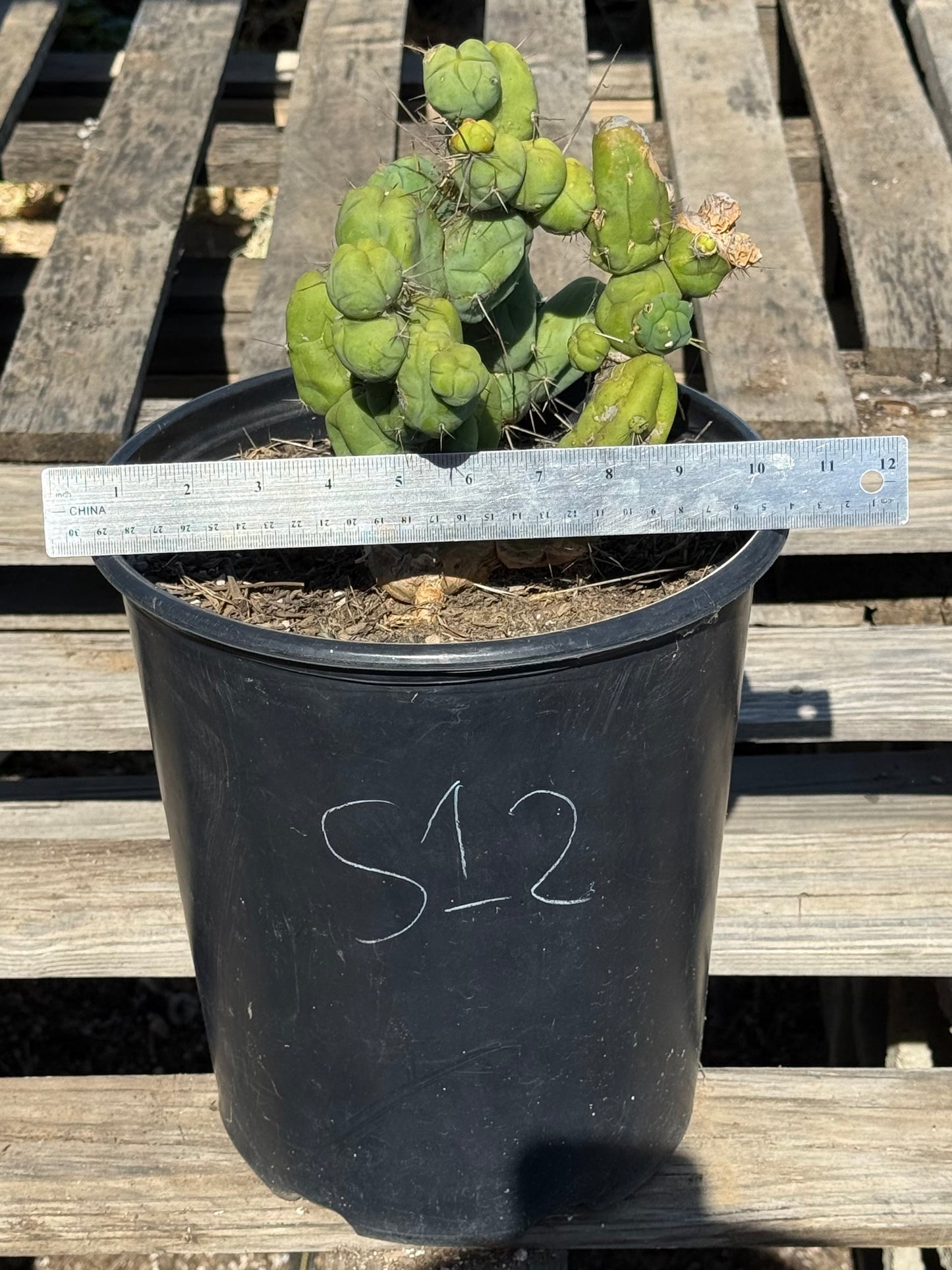 Monstrose Cactus S12