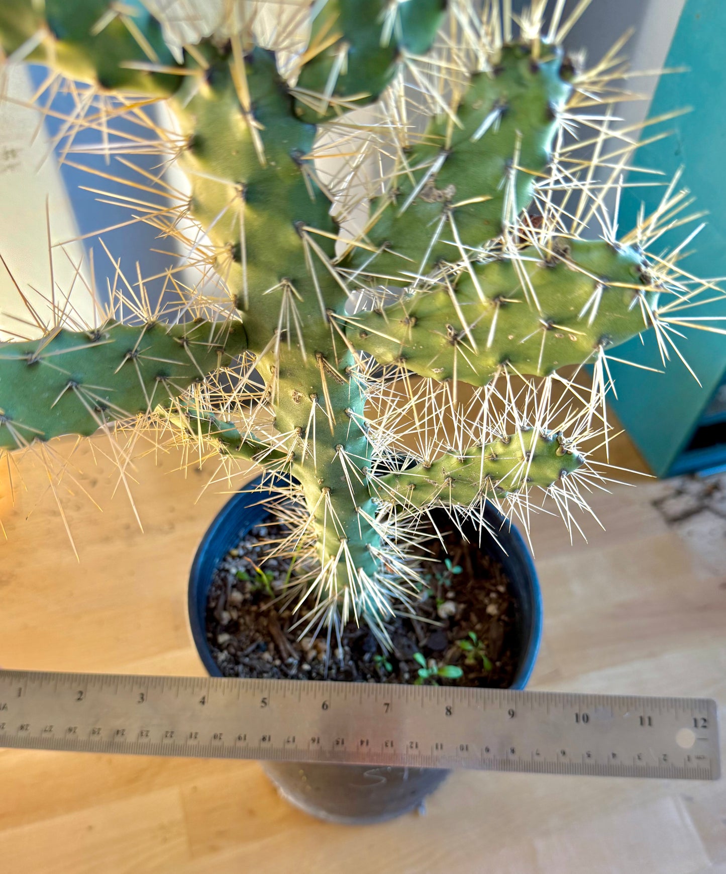 Cholla Cactus SH150 | Cylindropuntia cholla