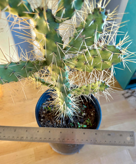 Cholla Cactus SH150 | Cylindropuntia cholla