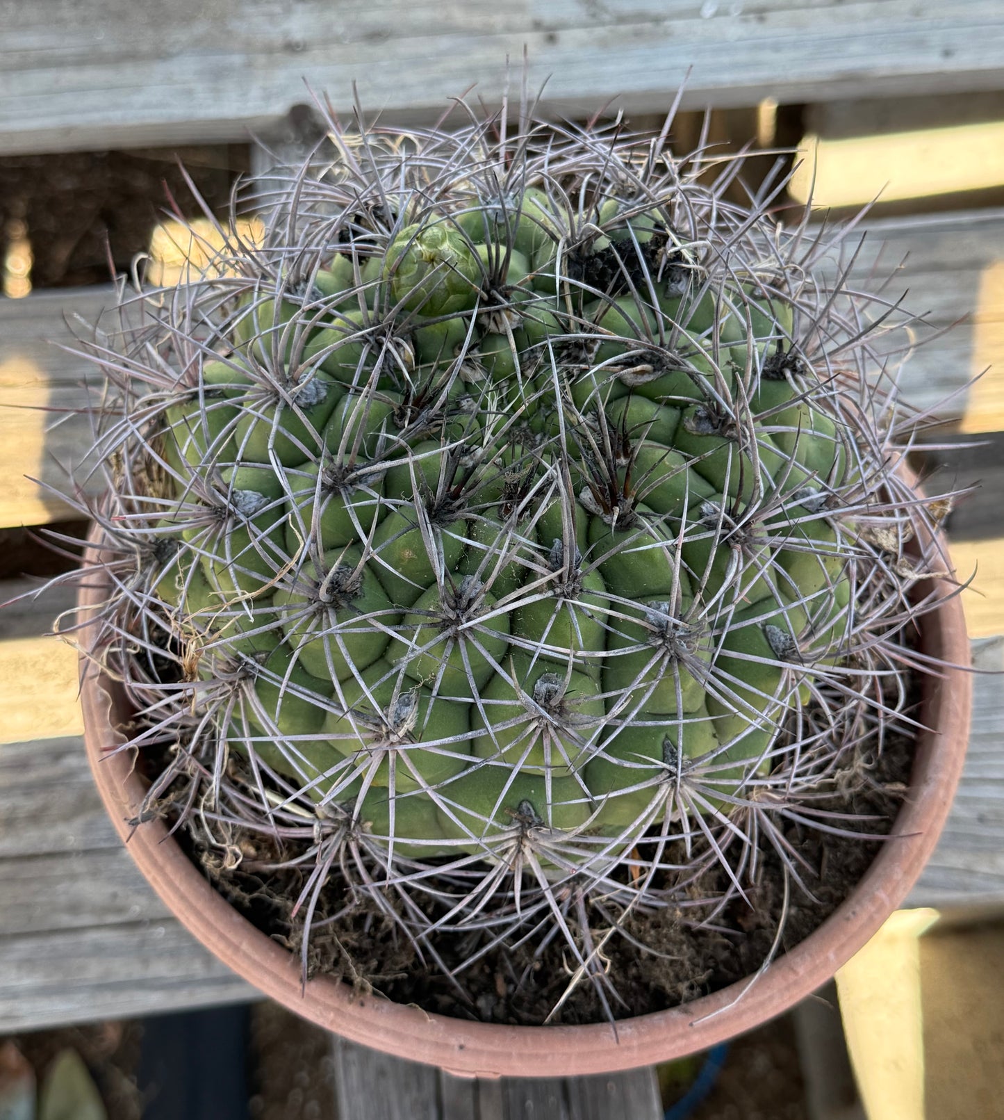Gymnocalycium saglionis | Giant Chin Cactus S45