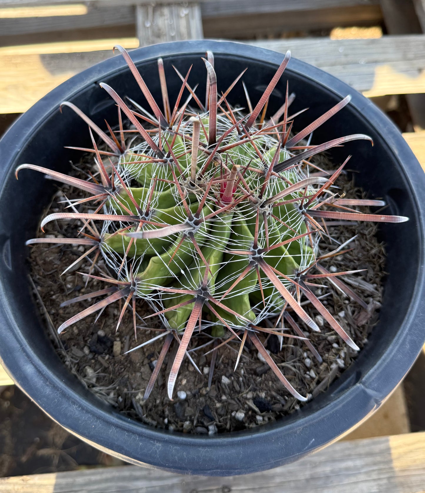 Ferocactus herrerae | Twisted Barrel Cactus S49
