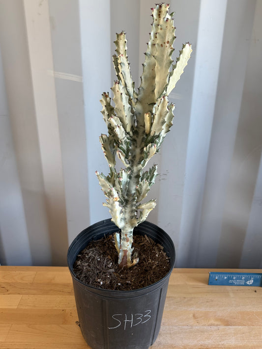 5gal ‘Dragon Bones’ | Euphorbia lactea variegata ‘White Ghost’ SH33