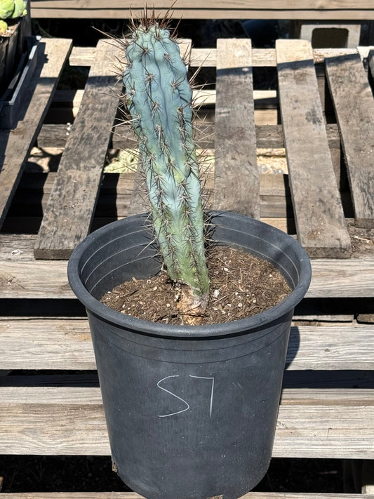 Browningia hertlingiana S7 | Blue Cereus