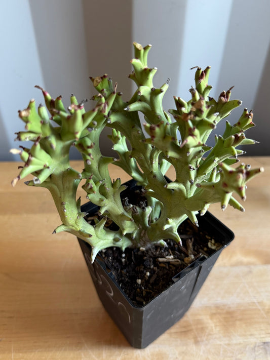 4-inch Euphorbia hamata  S20