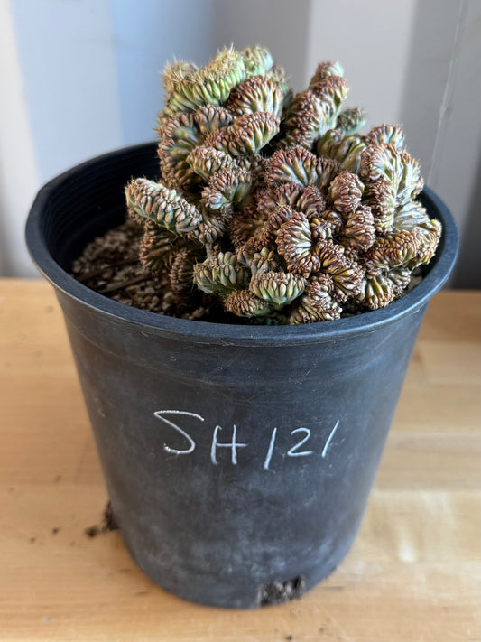 Myrtillocactus geometrizans ‘cristata’ SH121