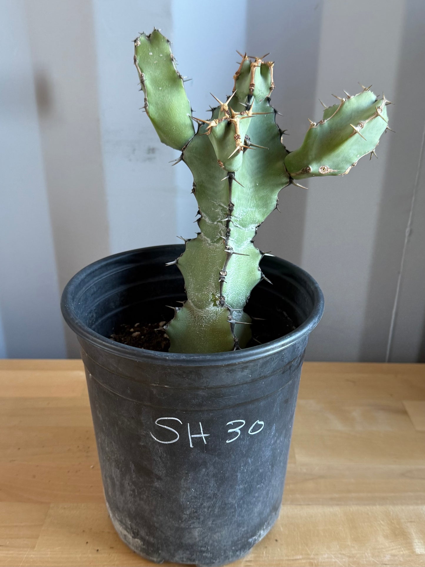 Euphorbia coerulescens SH30