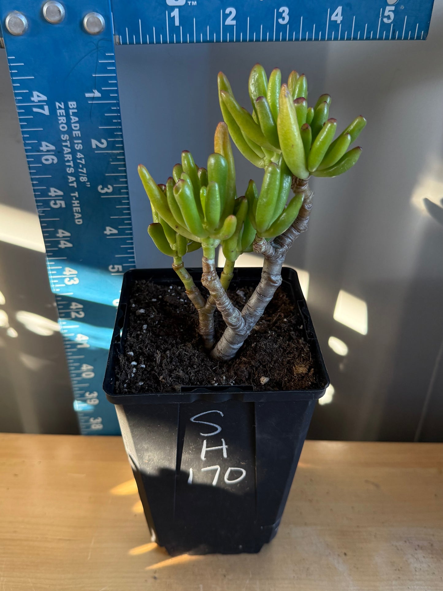 'ET Fingers' Jade SH170 | Crassula ovata 'Gollum'