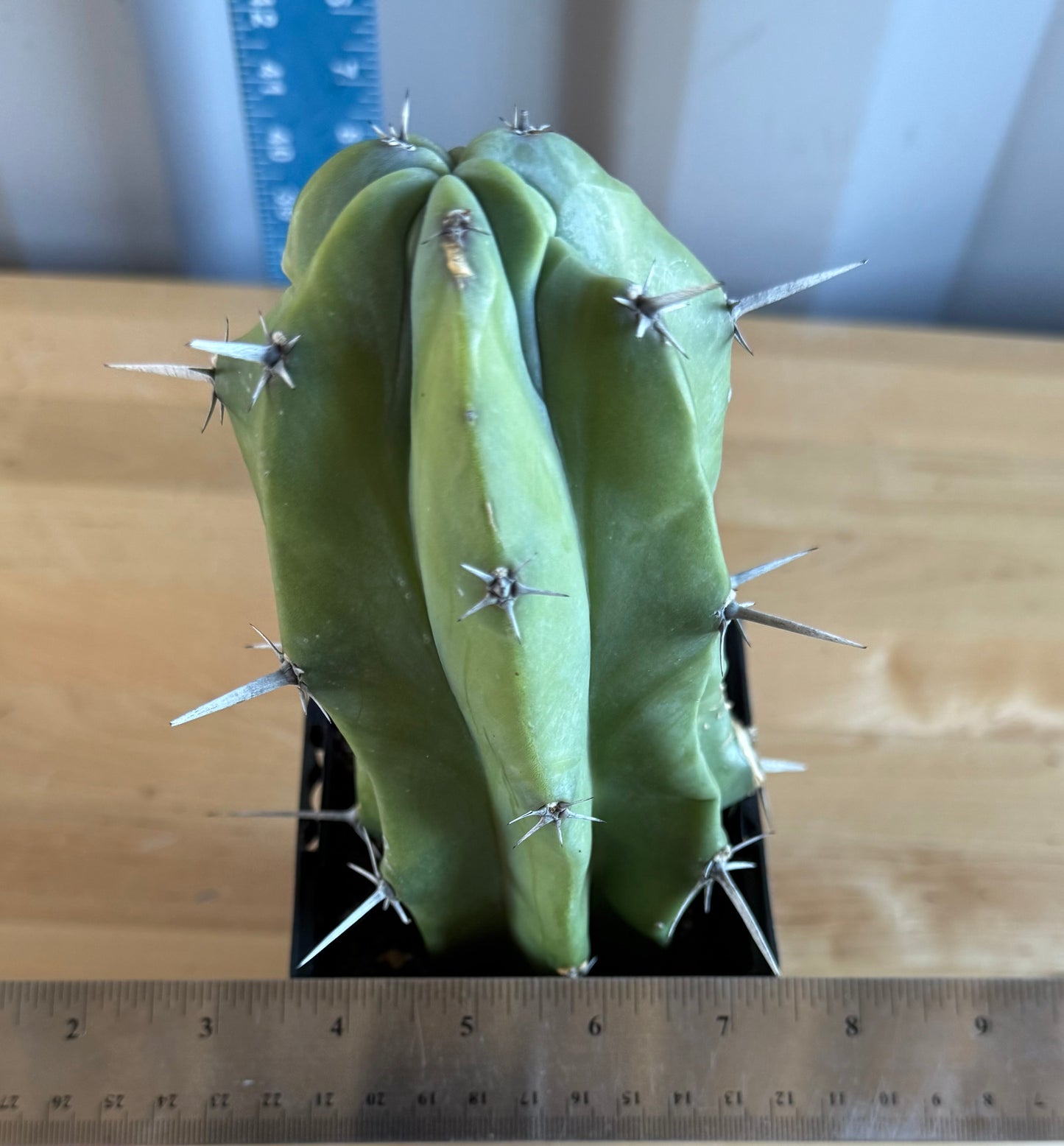 Myrtillocactus geometrizans SH15