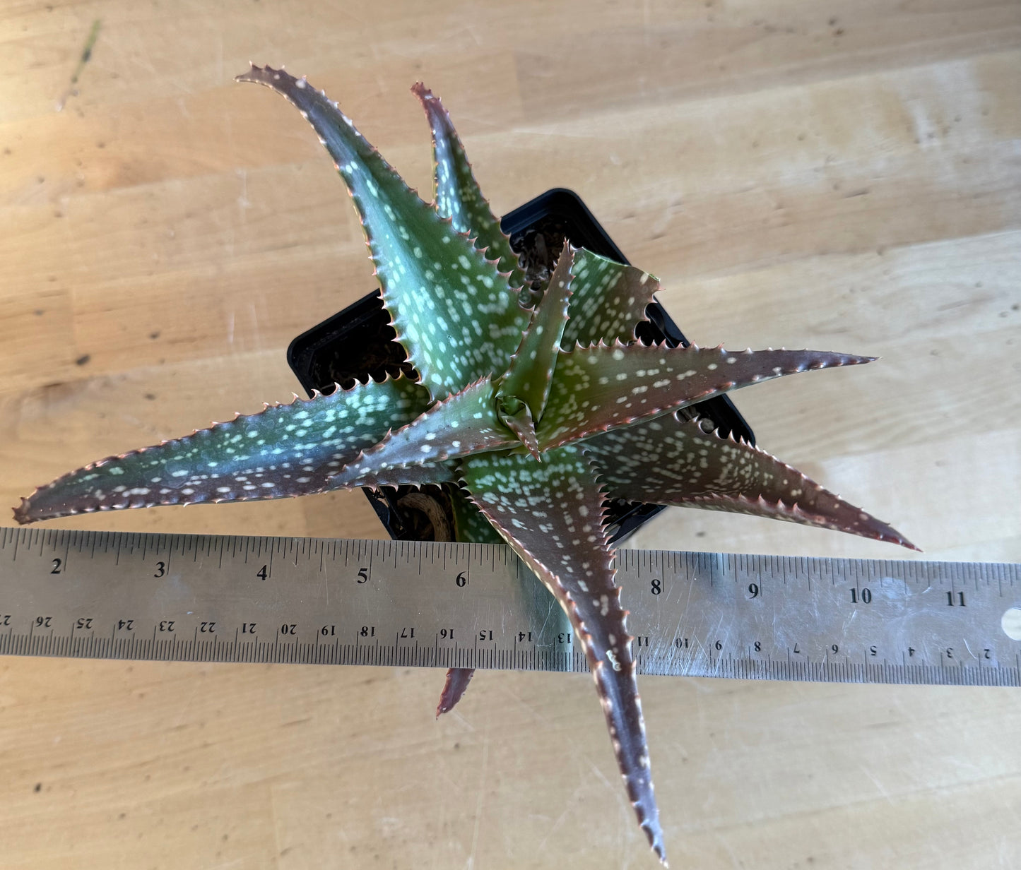 Aloe 'Cynthia Giddy' SH128