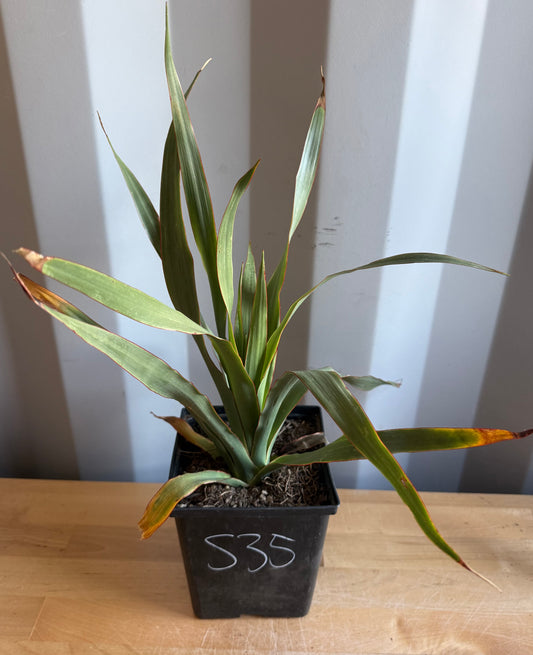 Three Gallon Dragon Tree S35 | Dracaena draco