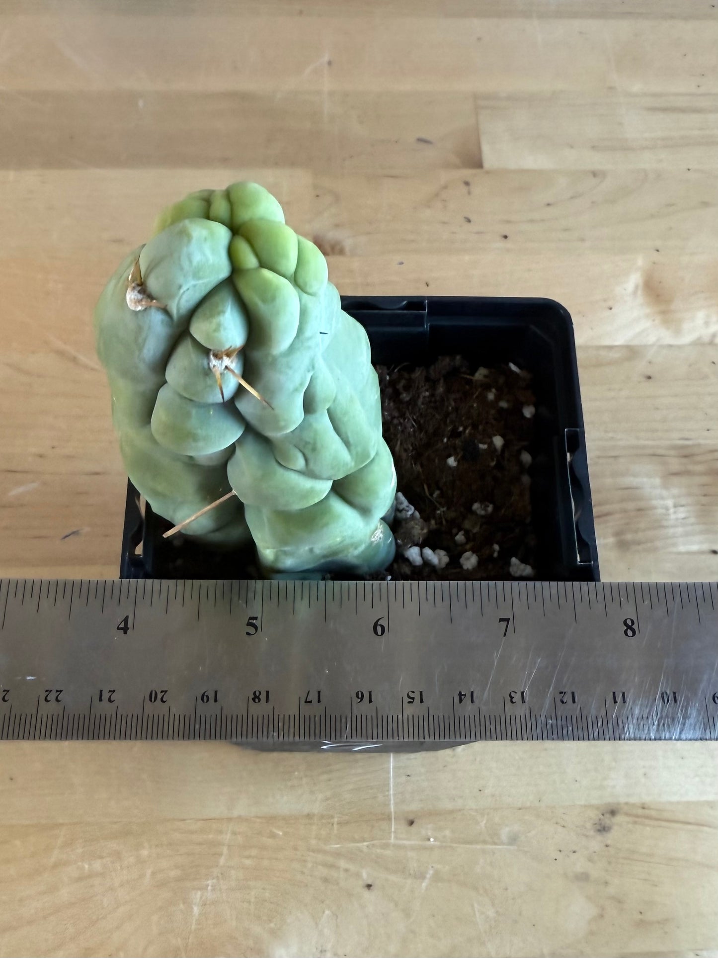 Bruce’s Dragon Cactus SH9