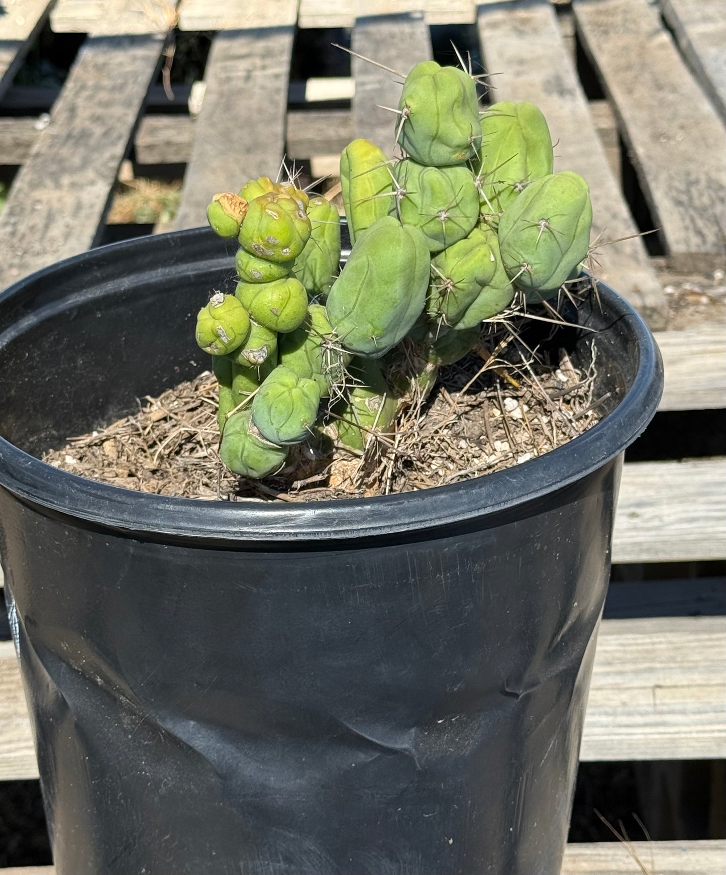 Monstrose Cactus S9