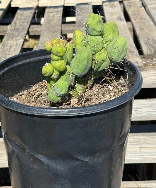 Monstrose Cactus S9