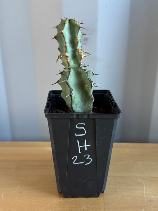 Euphorbia coerulescens SH23