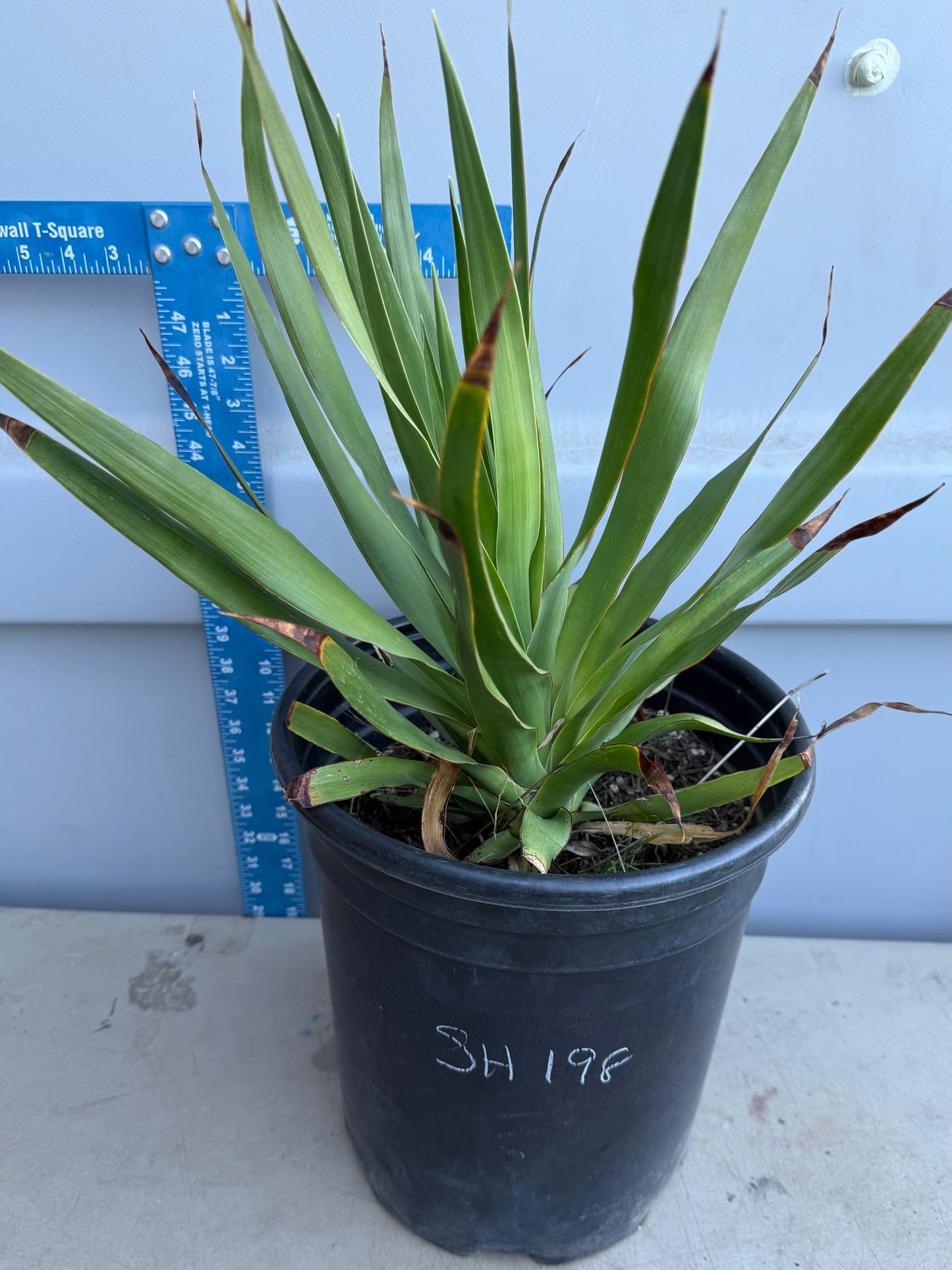 5 Gallon Dragon Tree SH198 | Dracaena draco