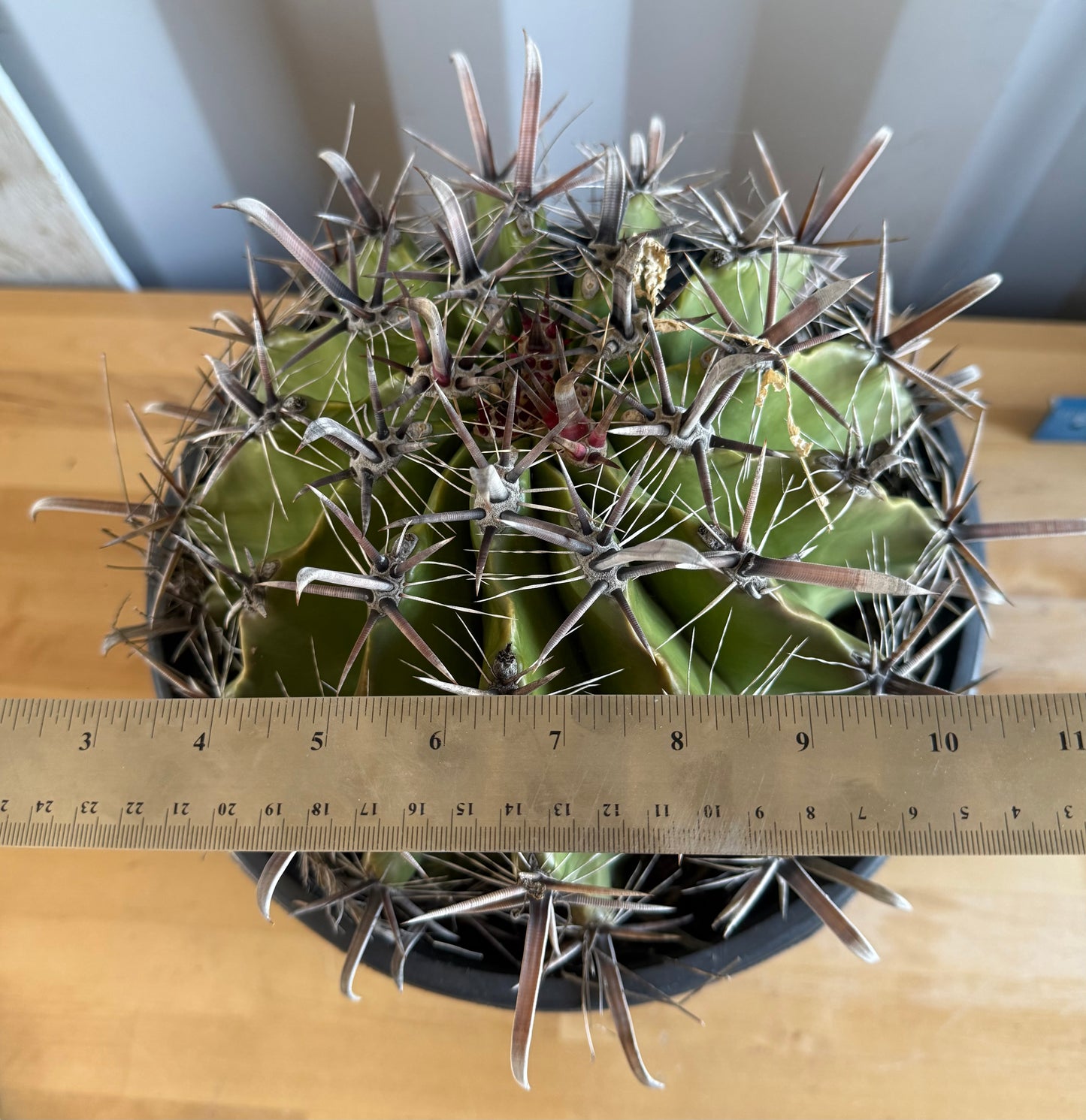 Large Ferocactus herrerae | Twisted Barrel Cactus SH7