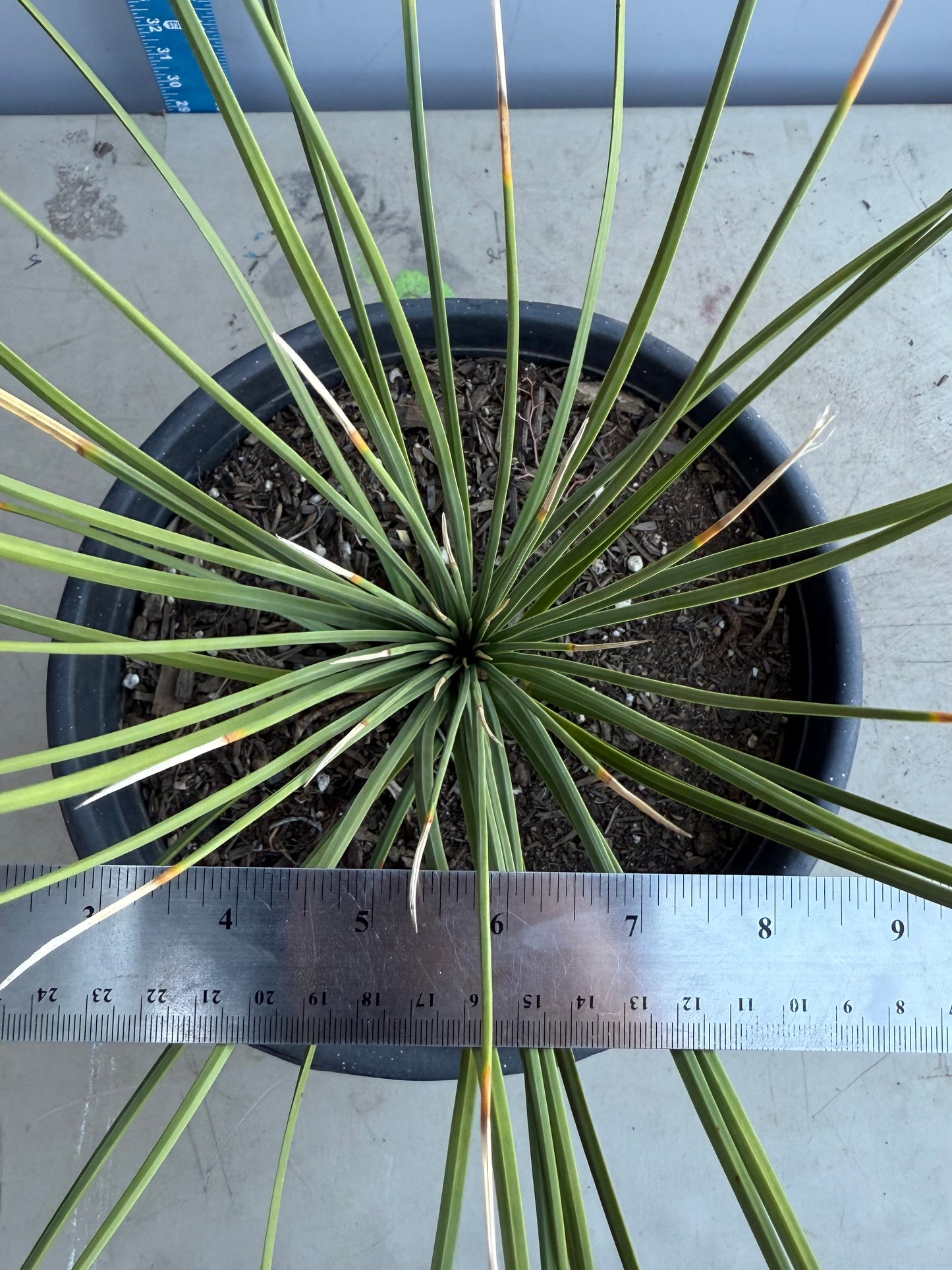 5gal Mexican Grass SH204 | Dasylirion longissimum