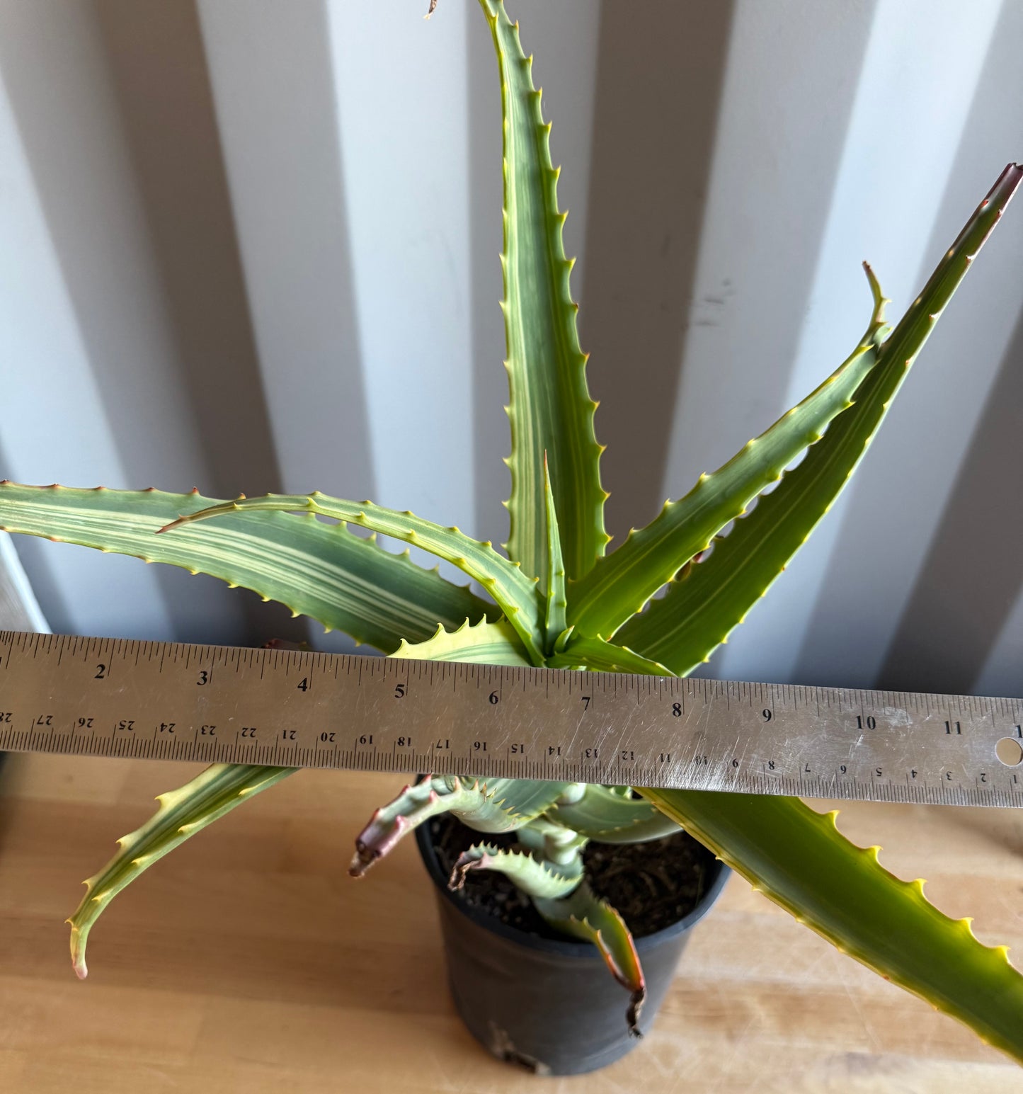 Aloe arborescens 'variegata' S34 | Variegated Aloe arborescens