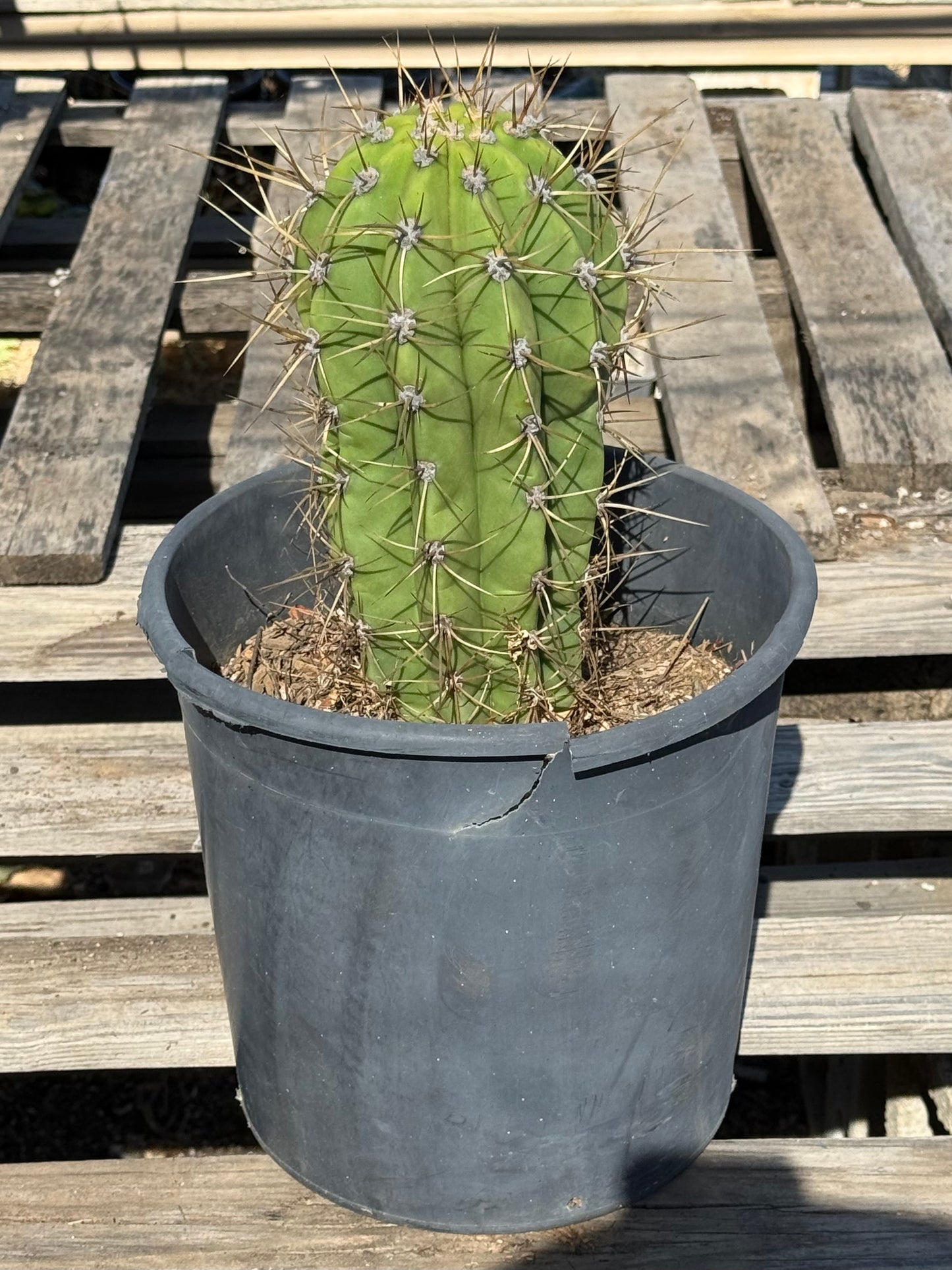Echinopsis terscheckii S27