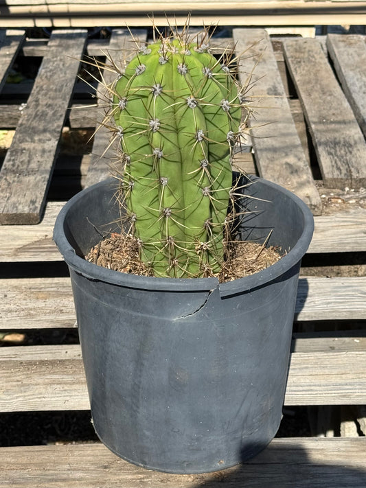 Echinopsis terscheckii S27