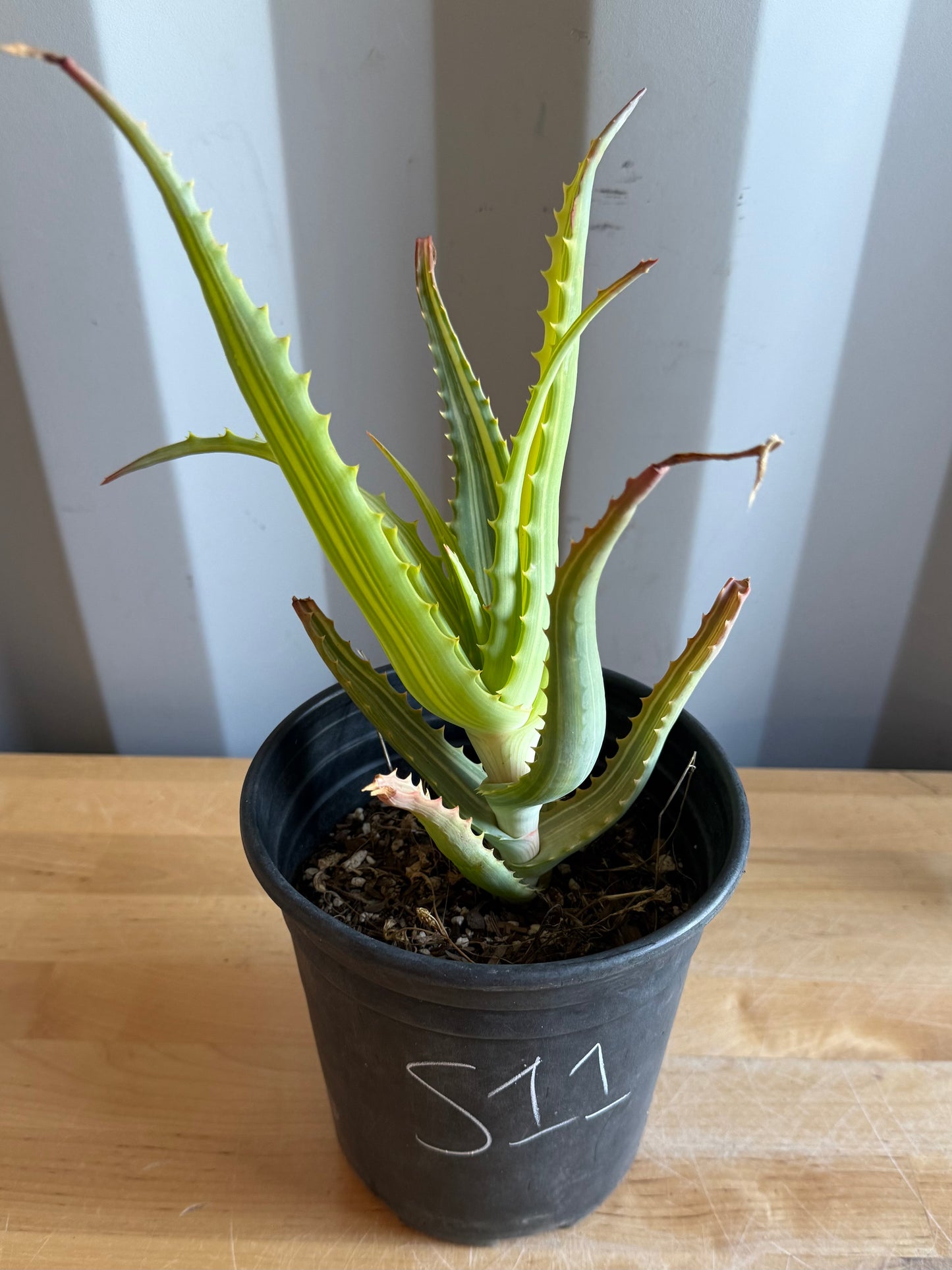 Aloe arborescens 'variegata' S11 | Variegated Aloe arborescens