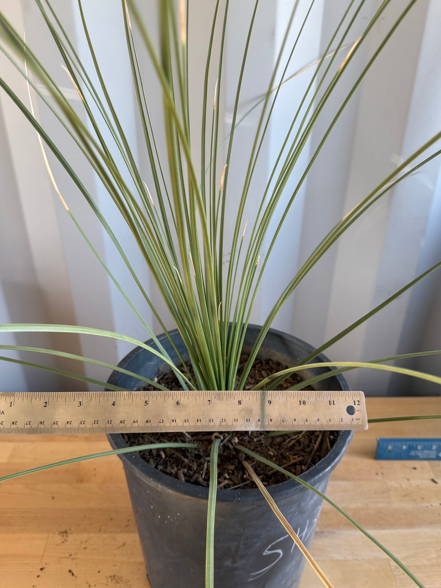 5gal Mexican Grass SH38 | Dasylirion longissimum