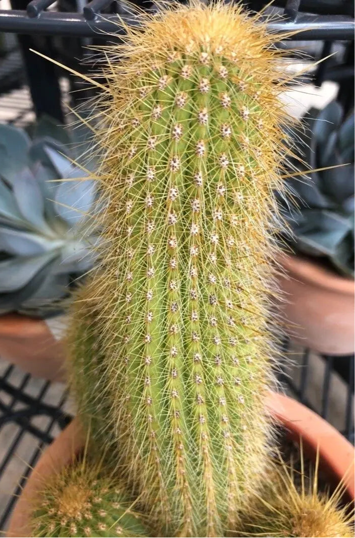Pilosocereus chrysostele 3g